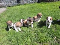 Jack Russel Terrier Welpen