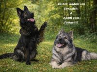 Altdeutsche Schäferhunde Welpen