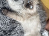 Ragdoll Blue Point Mischlings Kitten abgabebereit