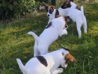 Foxterrier glatthaar