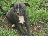 🐾8 Wochen American Pitbull Terrier Welpe sucht Zuhause 🐾
