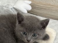 Russisch Blau Kitten mit Stammbaum
