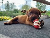 Zuckersüße Labradorwelpen