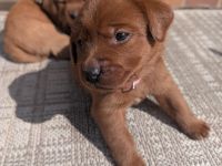 Zuckersüße Labradorwelpen