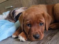 Zuckersüße Labradorwelpen