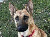 3,5 Jährige Schäferhündin sucht neues Zuhause