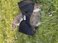 Mischlinge Katzen dringend abzugeben