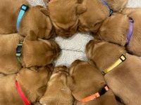 Labrador Foxred mit Ahnentafel