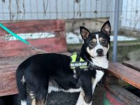 Cory sucht ein geduldiges, ruhiges Zuhause