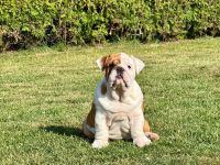 Englische Bulldoggenwelpen verfügbar in der Hauszucht "Von Teodor" FCI!