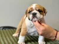 Englische Bulldoggenwelpen verfügbar in der Hauszucht "Von Teodor" FCI!
