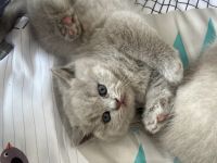 BKH Kitten, Kätzchen, Baby Katzen