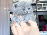 BKH Kitten, Kätzchen, Baby Katzen