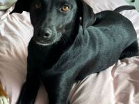 Ebony offene Seele sucht ihr Zuhause