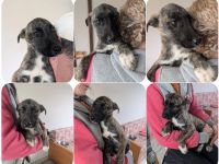 Phibi – wunderschöne gestromte Mischlingshündin