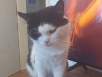 Toller maincoon Mix kater abzugeben