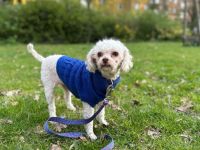 Für-Immer-Zuhause für Curly gesucht