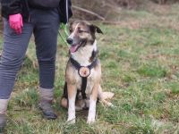 Traumhündin Celeste