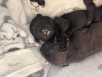 Wunderschöne Labrador-Staffordshire Welpen