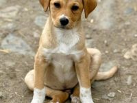 Schnapsi, ein lieber, freundlicher Kerl, sucht seine Familie