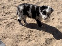 Supersüsse Australian Shepherd Welpen suchen zum 05.05.2026 ein Zuhause