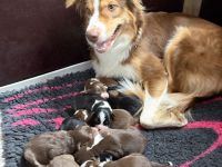 10 Australian Shepherd Welpen suchen zum 23.06.2026 ihr für-immer-Zuhause