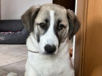 Viola sucht ein ländliches Zuhause