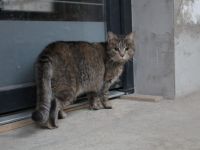 Joncee - sanft und lieb