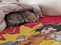 Smokey sucht ein neues Zuhause