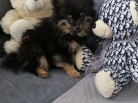 Süsser Pomerian Zwergspitz Welpe