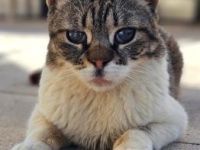 Popeye, FelV positiv