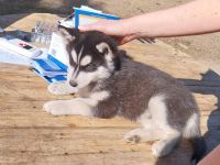 Husky Malamute Mix Welpe 1 Rüde geimpft gechipt Auszugsbereit