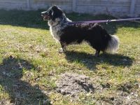 Gaga sehr freundlich und agil