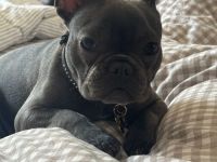 Französische Bulldogge Welpe 8 Monate alt