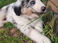 3 bezaubernde reinrassige Standart Australian Shepherd Welpen
