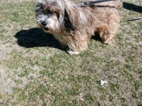 Teddy sucht sein Glück