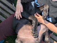 Deutsche Doggen mit Papieren