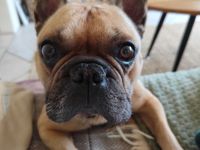Französische Bulldogge Rüde unkastriert 7 Jahre