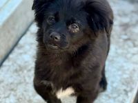 Edwina, ein entzückendes kleines Hundemädchen sucht ihre Lieblingsmenschen