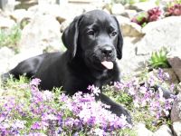 Labrador Welpen mit Ahnentafel vom Züchter