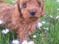 Traumhafte Toy- & Zwergpudel Welpen in RED / APRICOT (Genetisch getestet)