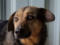 Benji, freundlich, offener Hund, der sich nach Zuwendung sehnt, 4J, 52 cm