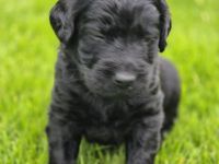 Labradoodlewelpen F1, schwarz suchen ab Mitte Mai ein Zuhause