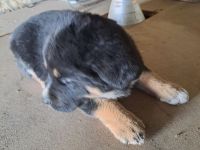 3 süsse Schäferhundmixwelpen  suchen bald  ein liebevolles für immer zuhause !!!