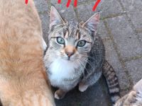 Katze sucht liebevolles Zuhause