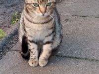 Katzen suchen liebevolles Zuhause