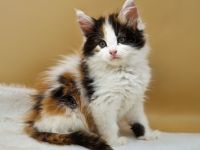 Maine Coon Kitten