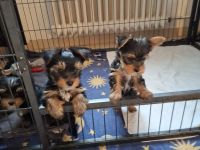 Yorkshire Terrier reinrassig Welpen