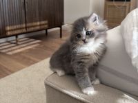 Britisch Langhaar Kitten suchen ein liebevolles Zuhause - Ragdoll&BLH mix