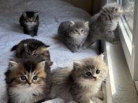 🐾 7 zuckersüße Babykatzen suchen ein liebevolles Zuhause - Ragdoll&BLH mix